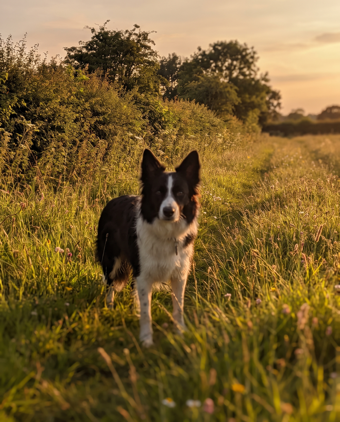 Border collie debout dans un pre a la lumiere doree