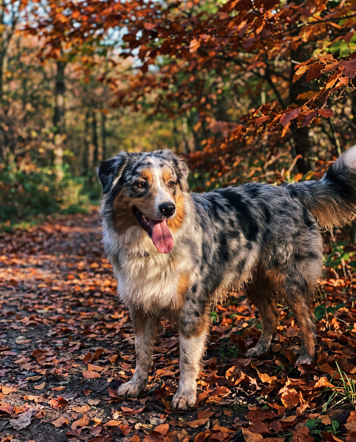 Berger australien bleu merle sur un chemin en automne