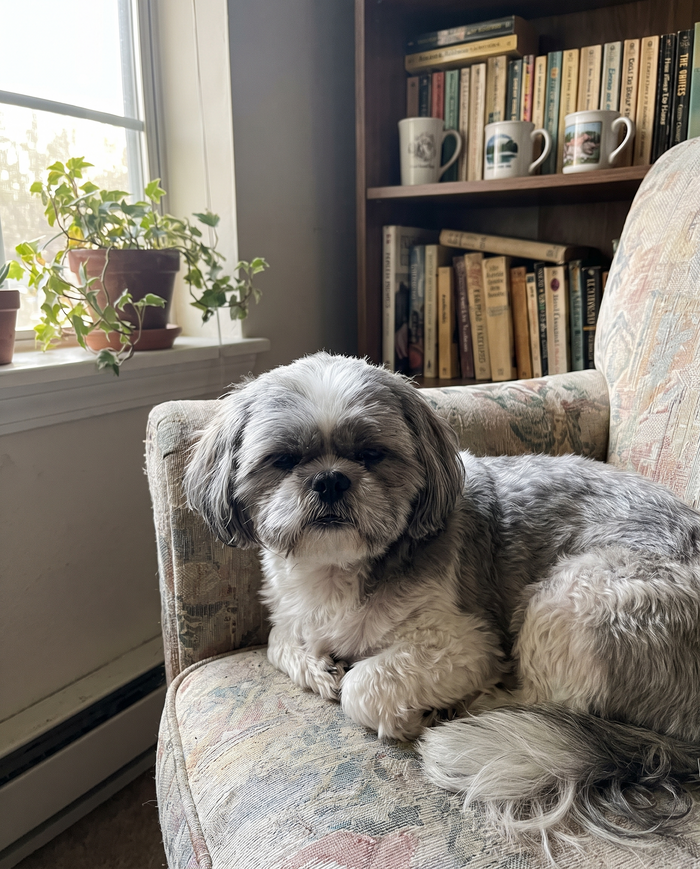 Shih tzu installe dans un fauteuil pres d une fenetre