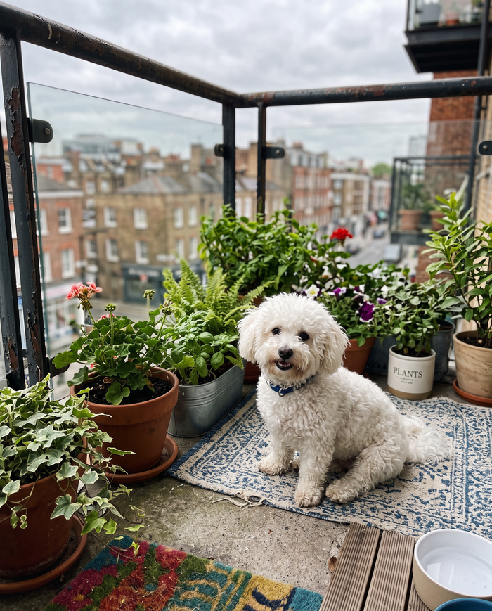 Bichon frise sur un balcon avec des plantes