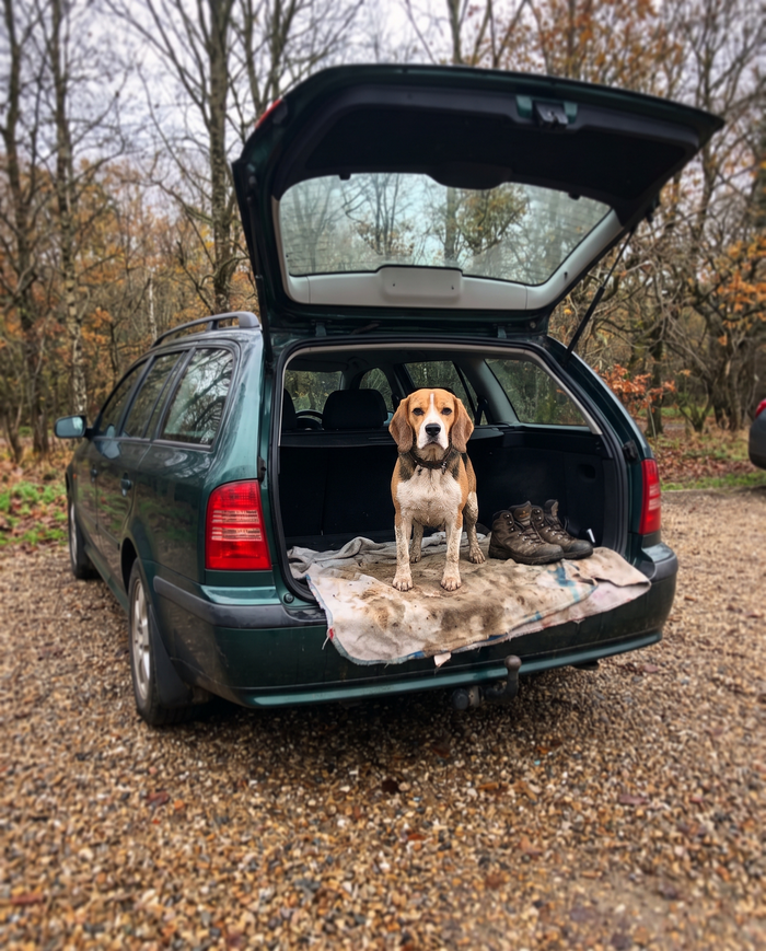 Beagle assis dans le coffre d une voiture apres la balade