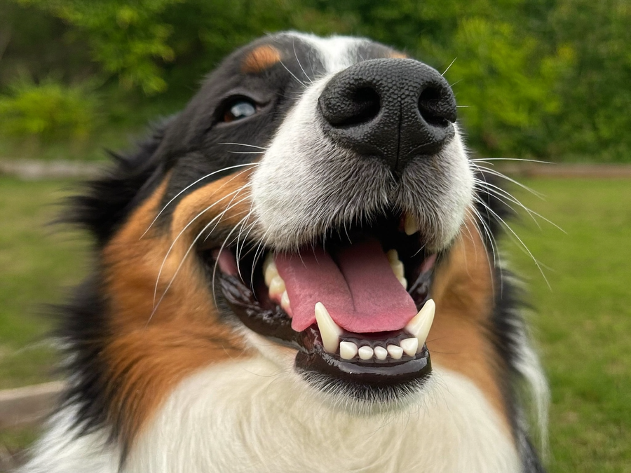 Border collie, gueule ouverte, dents blanches et propres