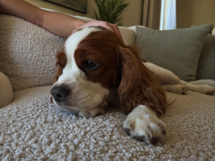 Cavalier king charles détendu sur un canapé, caressé