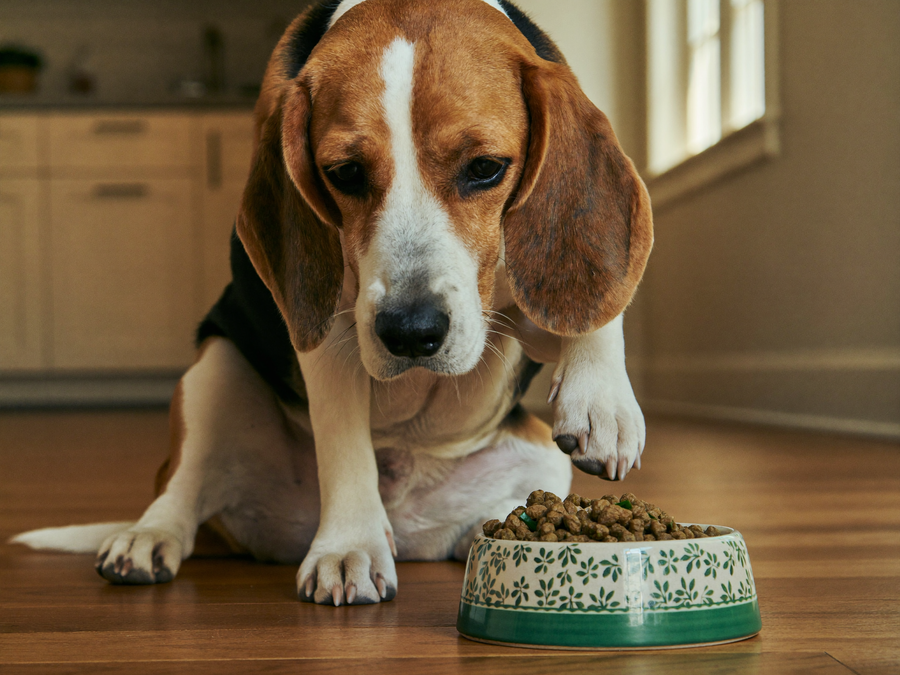 Beagle hésitant devant sa gamelle, digestion sensible