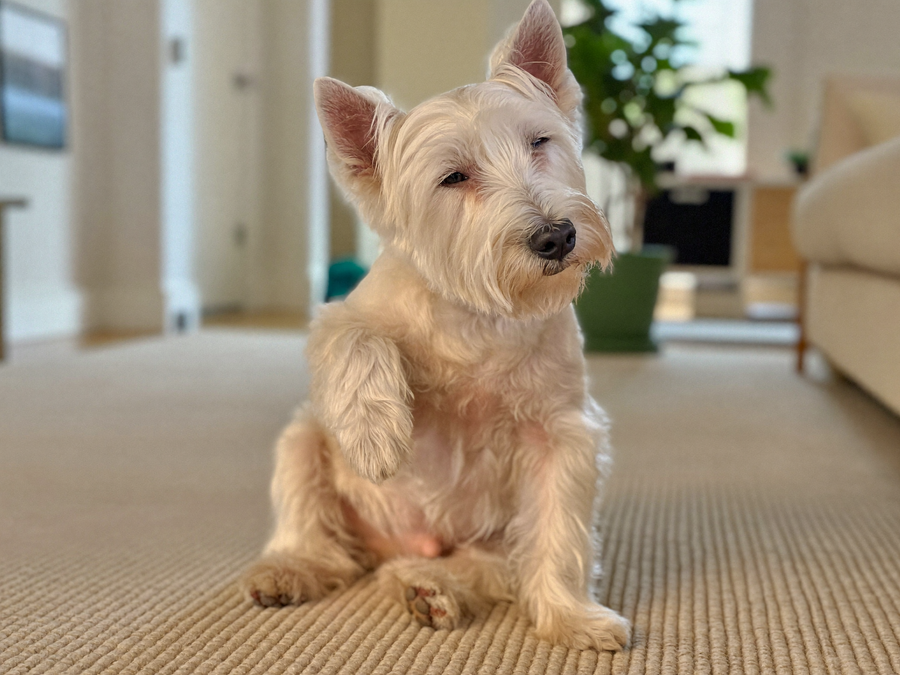 West highland terrier qui se gratte derrière l'oreille