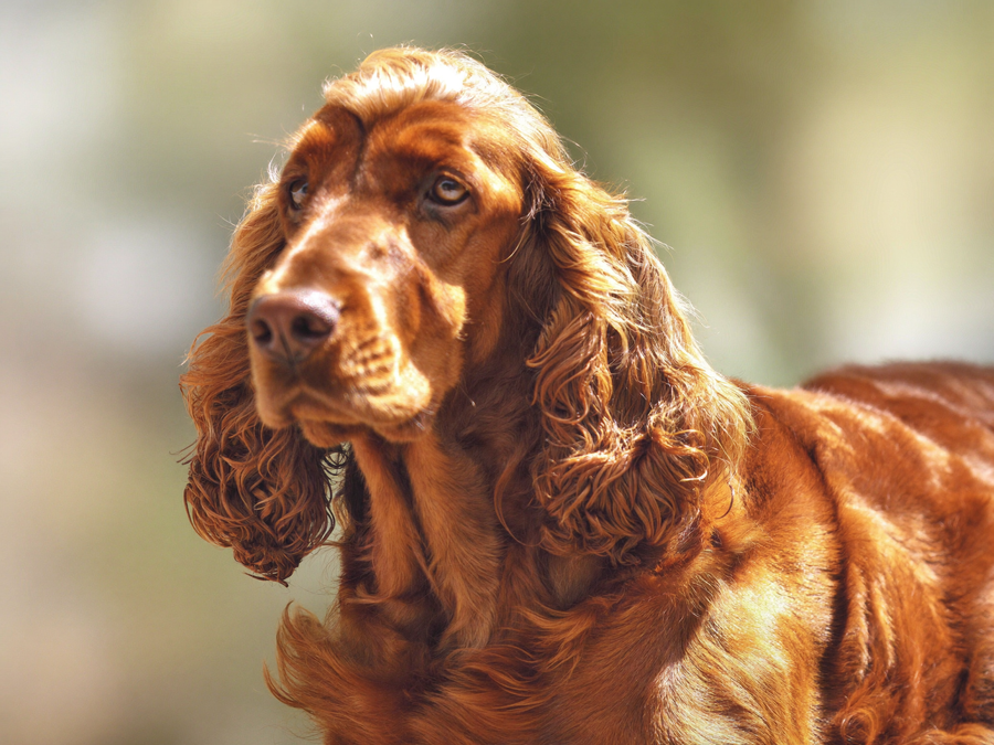 Setter irlandais au pelage brillant et soyeux