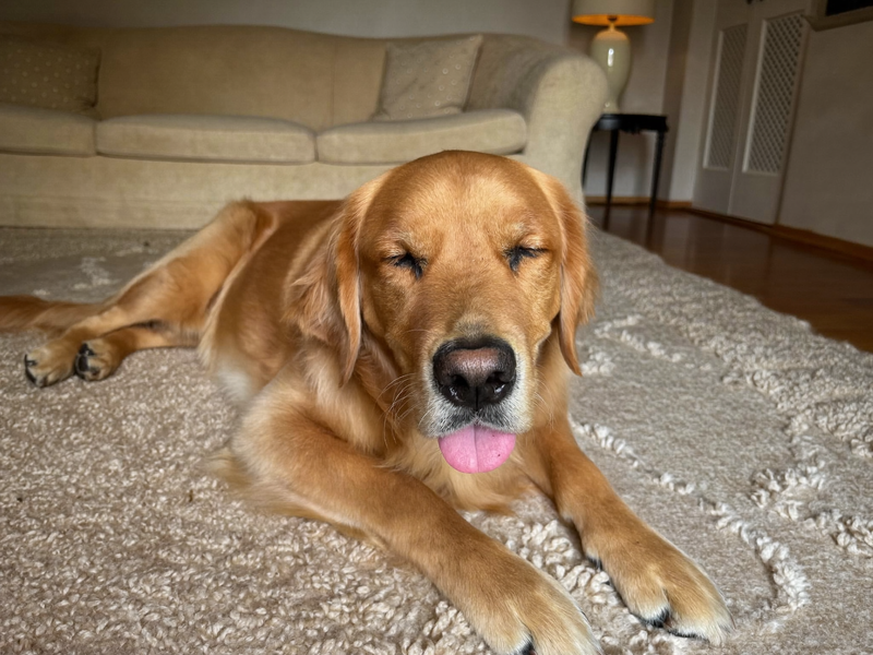 Golden retriever détendu sur un tapis à la lumière du soir