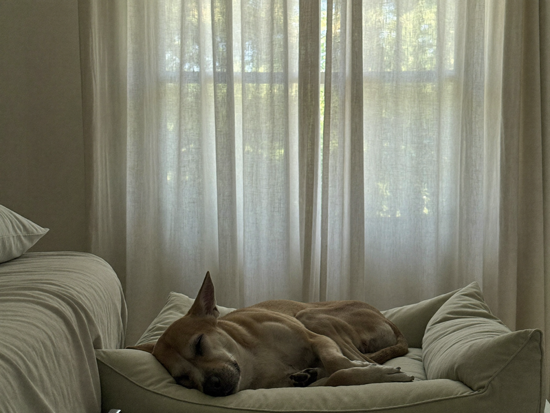 Chien endormi sur son couchage au petit matin
