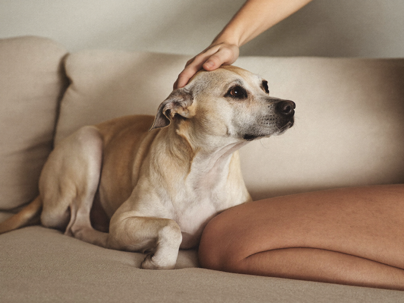 Chien calme caressé sur un canapé