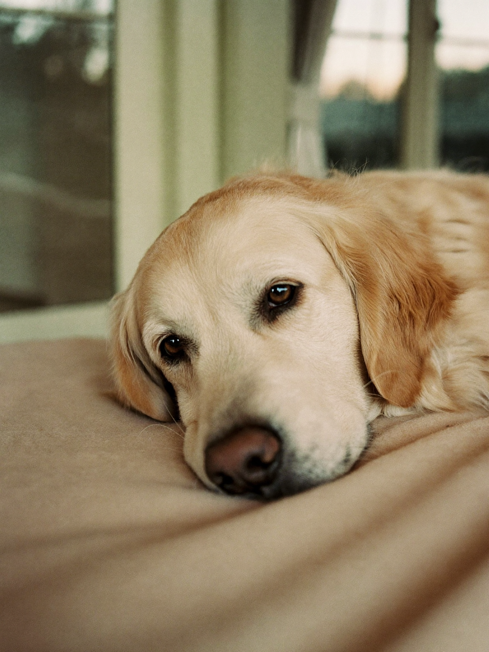 Golden retriever serein allongé sur une couverture crème