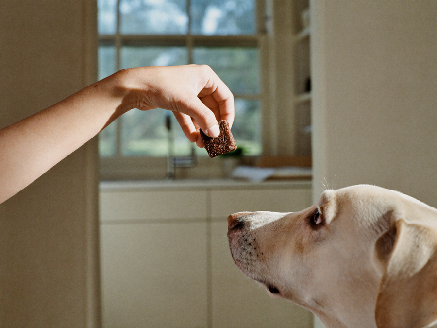 Main qui donne une bouchée à un chien dans la cuisine