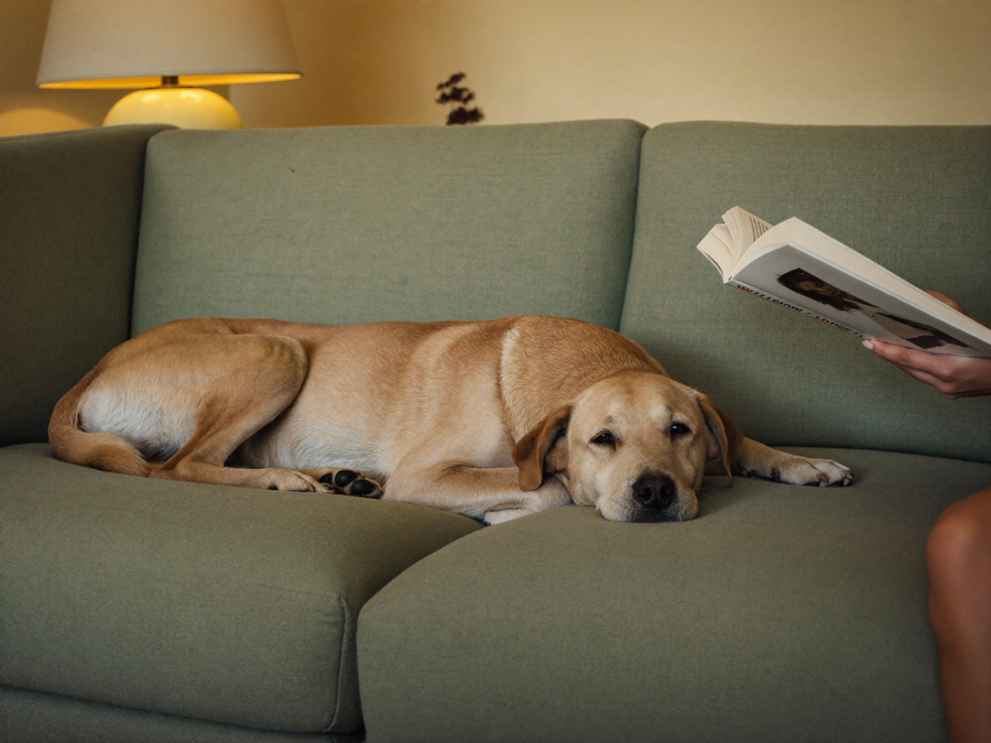 Chien posé sur le canapé le soir à côté de son maître