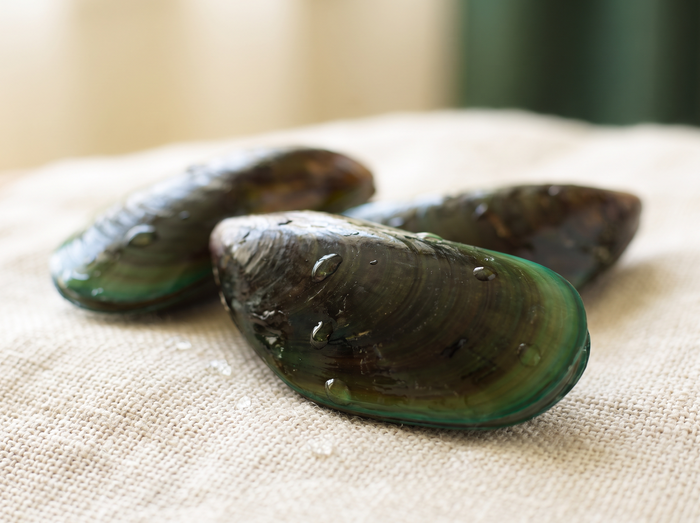 Moule verte