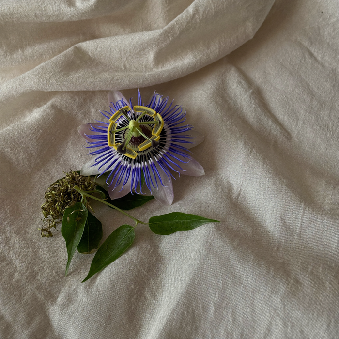 Fleur de passiflore fraîche sur lin crème