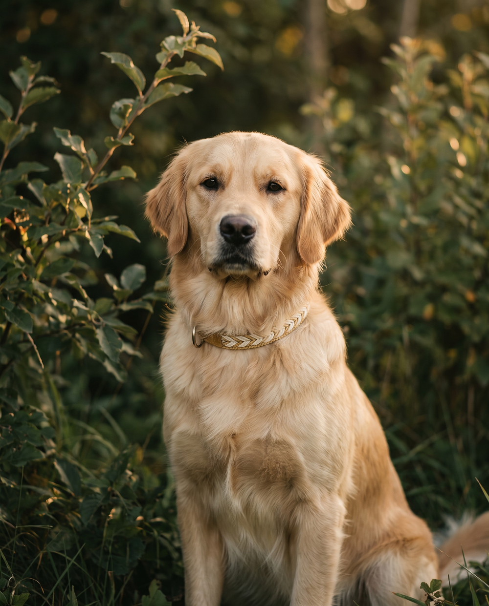 Chien au pelage éclatant